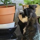 퍼피로비 이미지