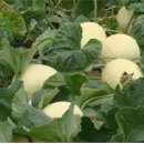 하늘그린 이미지