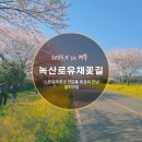 유채꽃길 | 2025.04.06 제주 녹산로 유채꽃길 4월 실시간 개화 상황