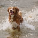 노바 스코셔 덕 톨링 리트리버(Nova Scotia Duck Tolling Retriever) 이미지