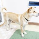 센바이오 | 반려동물냄새제거 개냄새싸악세트 강아지에게 급여한 후기