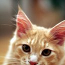 캐비어동물병원 이미지