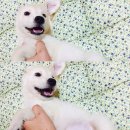 하치 이미지