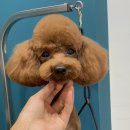 몽띠끄펫 이미지