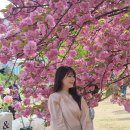 치킨플러스 국회의사당점 | 서울 겹벚꽃 명소 국회의사당 사랑재 벚꽃 실시간 가는법