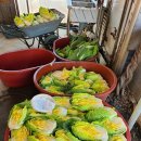 단수농장 이미지