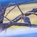 금와습지 생태공원 이미지