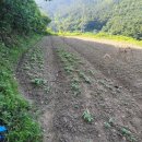 (경남고성부동산)대가면/ 마을과떨어져있는 농막용 소액토지매매/ 395제곱미터(119)/2천만원 이미지