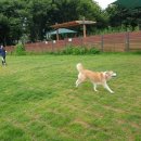 장자호수공원(반려견놀이터) 이미지