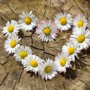 사랑이네 구제 이미지