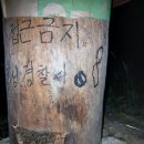 토종벌 4호 살구나무 밑 이미지