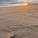 망양해돋이 이미지