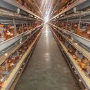 대비농장2 이미지