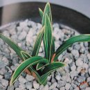 가야금 (B) 이미지