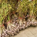 간성전통시장 이미지