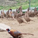 태준농장 이미지