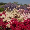 등나무 꽃- 일본 혼슈, 도치지방에 위치한 아시카가 등나무공원 이미지