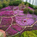 군포 철쭉동산: 봄의 화려함을 만끽하는 철쭉 축제 이미지