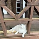 서나와 할아버지 통나무집 | 홍천 서나와 할아버지 통나무집 | 별님방에서 보낸 아늑한 하루