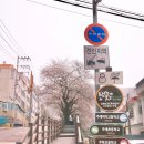 부산여자고등학교터 | 부산 개금벚꽃길 벚꽃 실시간 개화 현황 | 지금 가도 될까?