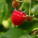 산딸기 이미지