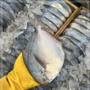 6월 21일(수) 목포는항구다 생선카페 판매생선[ 30미 병어 , 병어(대), 파갈치, 특대갈치, 민어, 삼치(대) ] 이미지