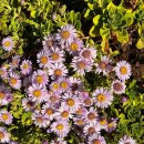 자인빌리지펜션 이미지