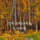 봉남1리마을회관 | 경주 11월 도리마을 은행나무숲 주차장 실시간