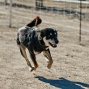 AKC Coursing Events 이미지