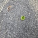 청석기원