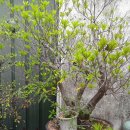 황포식당 이미지