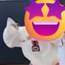 고려대단관태권도 이미지