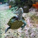 거북이안경 | 강남 이색 카페 슬로우커피 파충류 거북이 분양 가격 및 방문 후기