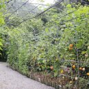 청학하늘정원 이미지