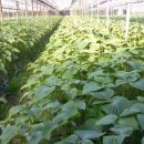 이신농장 이미지