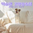 떡슐랭고양 | 내돈내산 삼송역스칸센 반려견동반 떡볶이맛집 떡슐랭 고양삼송점 포장 후기(떡볶이 비쥬얼 대박임 )