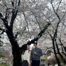 현충원 산책길 | 서울 벚꽃 명소 현충원 실시간 개화 현황