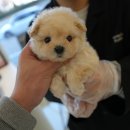 구미강아지 무료분양 퍼피이벤트 | 내 삶에 찾아온 선물! 대구강아지분양 홍스퍼피에서 시작된 소확행 반려견 이야기