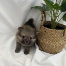 몽글몽글 이미지