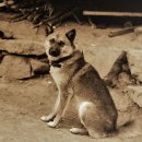 진도견(조선고유견) 해설 1 이미지