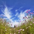 대저생태공원 이미지