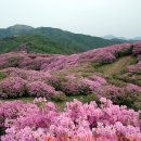 5월지리산 바래봉 철쭉꽃 산행 이미지