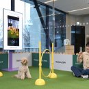 우리강아지 이미지