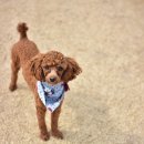 스타독스 이미지