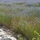 대벌경로당 이미지