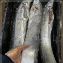 금갈치은고등어 이미지