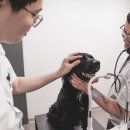 정직한 동물병원 이미지