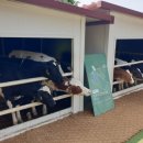 시현목장 이미지