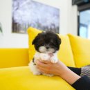 대구강아지분양 테디럽 이미지