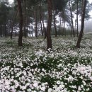 옥정호구절초테마공원 이미지